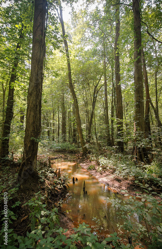 Fototapeta Naklejka Na Ścianę i Meble -  Summer Day at Battle Creek Cypress Swamp, Nature preserve in Maryland