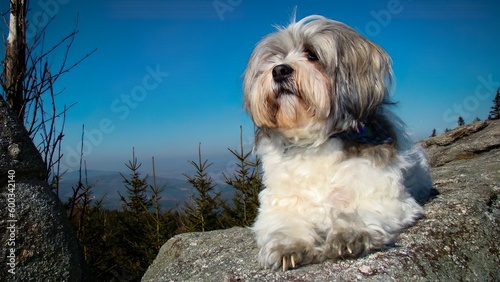 Photography Lhasa Apso Dog