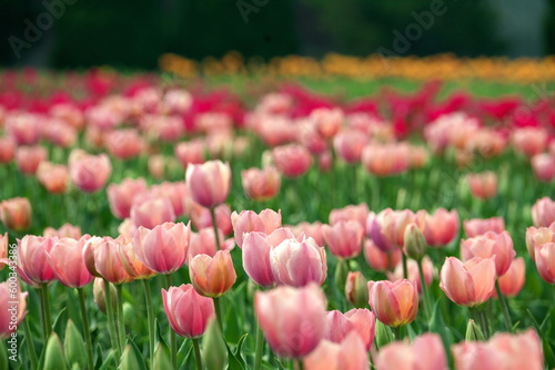 Tulip park in Kamiyubetsu, Hokkaido