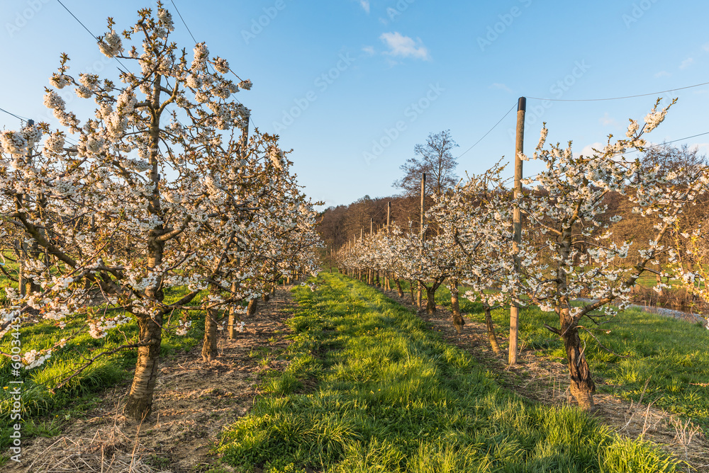 Orchard of blooming cherry trees (Prunus avium) in evening light, Herdern, Canton Thurgau, Switzerland