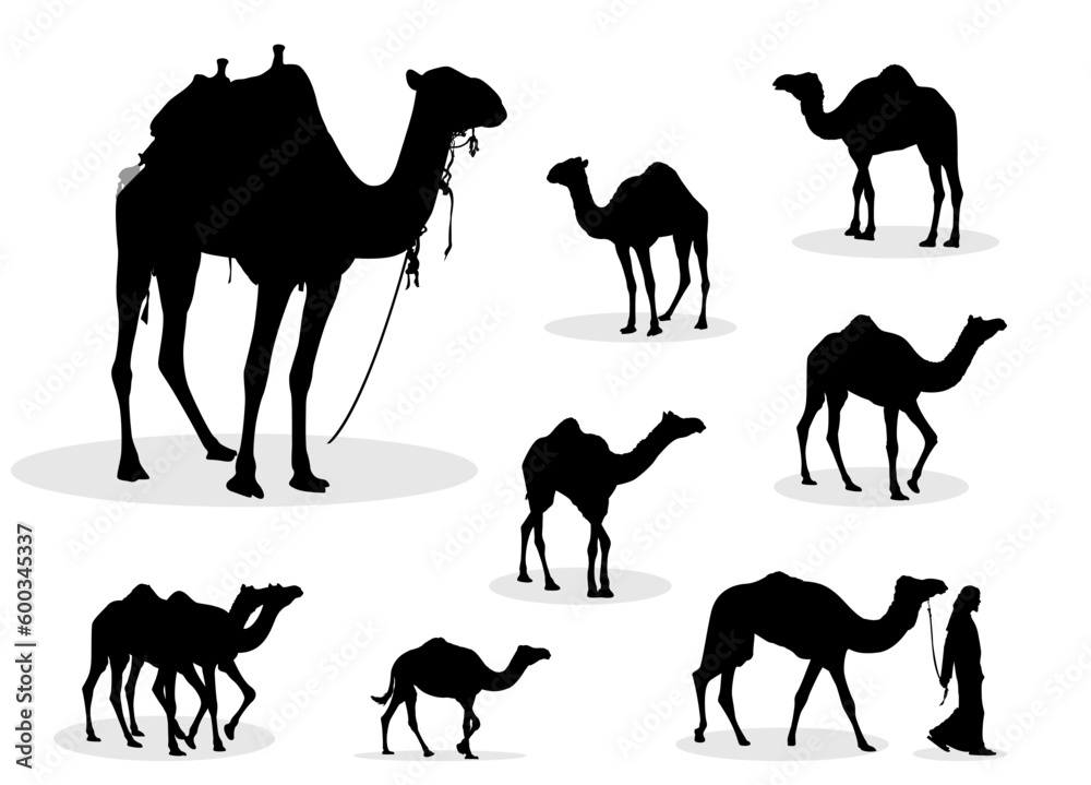 Naklejka premium camels silhouettes collection. Set of Camel Silhouettes. Camel Illustration Animal Logo Silhouette. Camel vector silhouettes collection. 