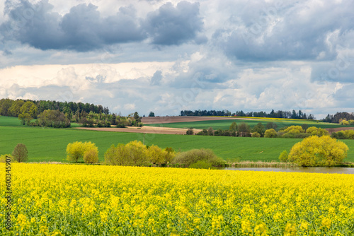 Spring fields of Europe, covered in bright yellow canola flowers.