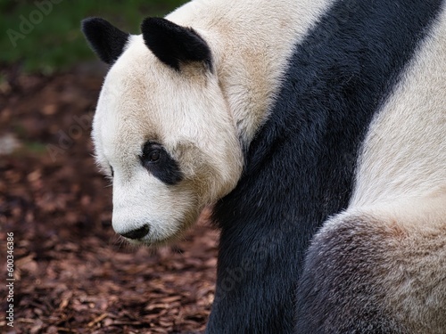 Fototapeta Naklejka Na Ścianę i Meble -  Portrait of a panda close up outdoors