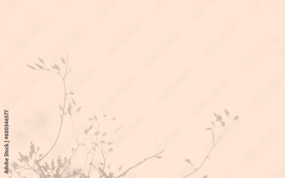 Fototapeta premium Shadow Flower Background Beige Cement Wall 