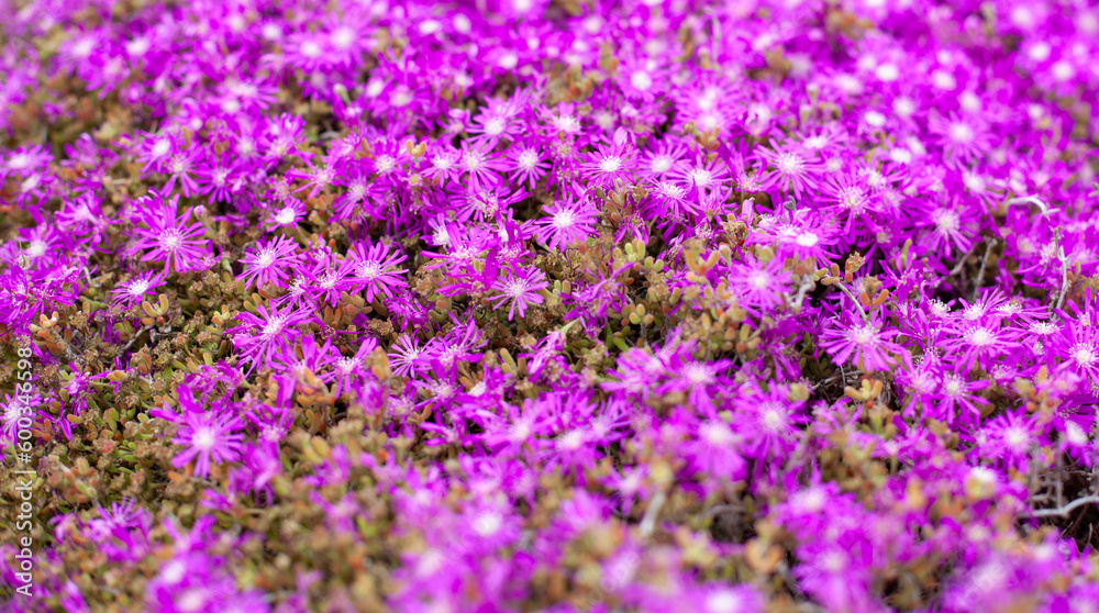 Besalú, Cataluña, España, Europa. Campo de flores lilas y blancas en un brillante dia bajo el sol de primavera.