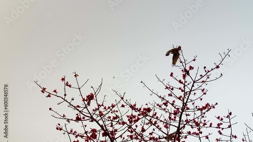 Eagle flying over a shimul red flower tree during a cloudy day photo