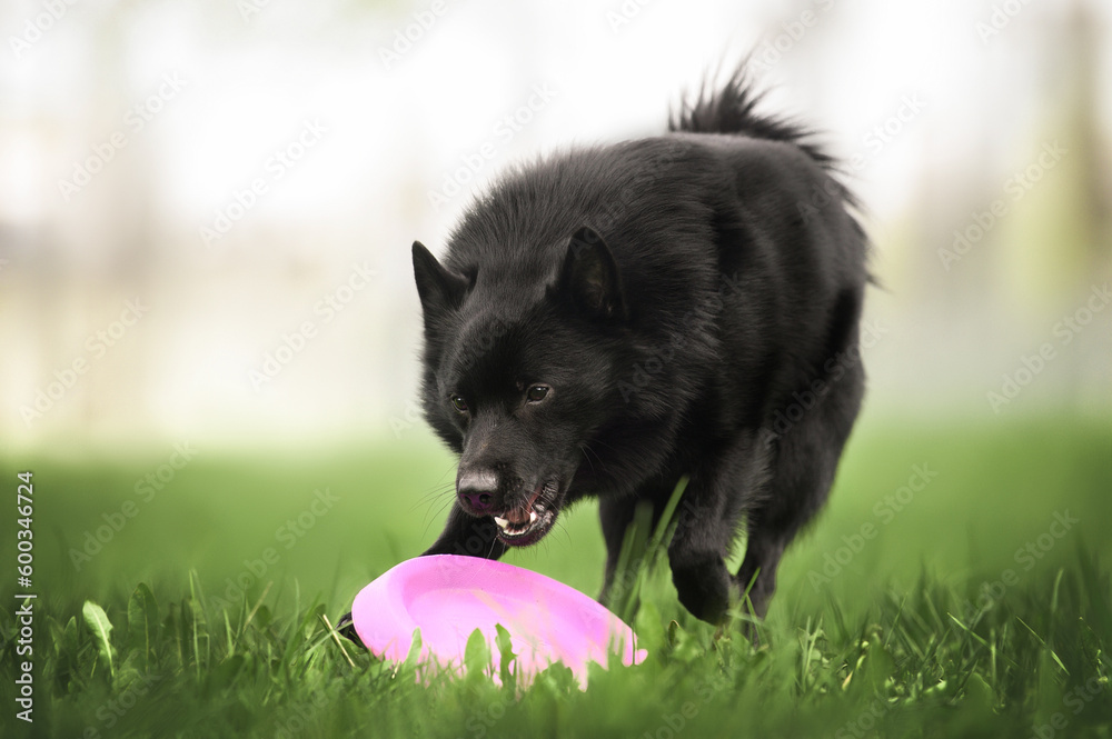 schipperke dog playing with a flying disc outdoors in summer schipperke dog playing with a flying disc outdoors in summer