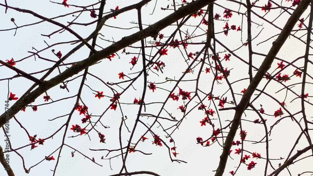 Branches from a red silk cotton shimul flower tree in Bengali