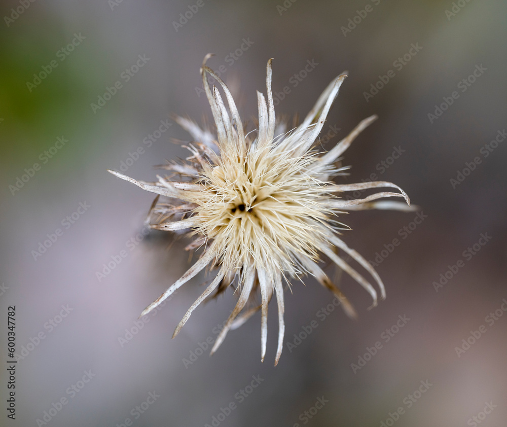 Old dry flower of Carlina plant Old dry flower of Carlina plant