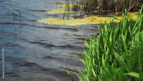 Wallpaper Mural green grass swaying in the wind near the river, grass and water background, wet grass near the lake. The wind sways the grass near the river. Torontodigital.ca