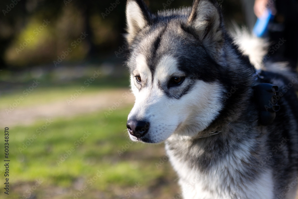 Siberian Husky portrait close-up face with white and gray coat color and brown eyes, blurred green background