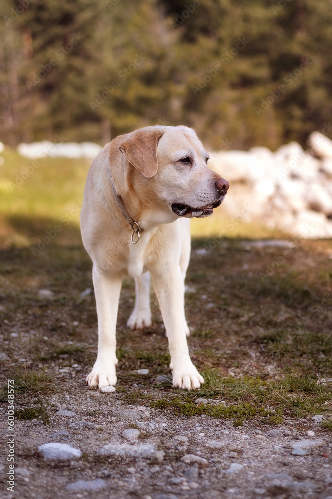 Biege Labrador dog standing in the park, green grass Biege Labrador dog standing in the park, green grass