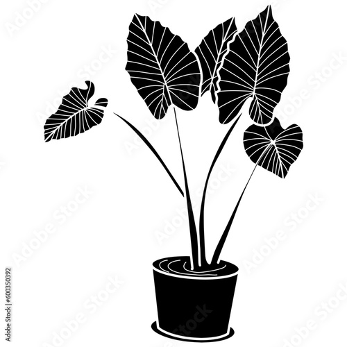caladium plant