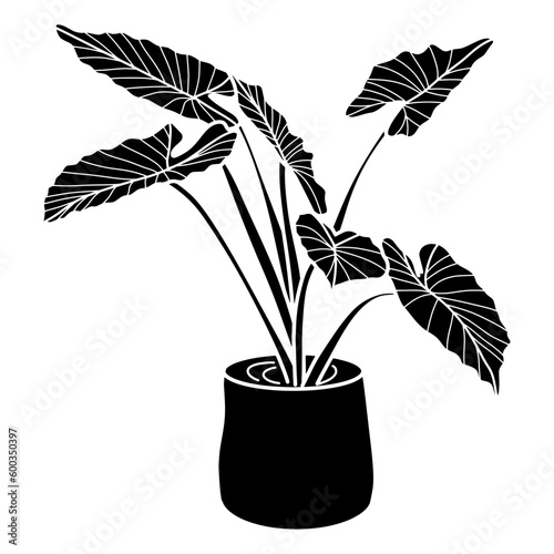 caladium plant
