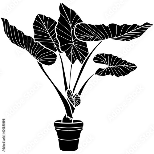 caladium plant