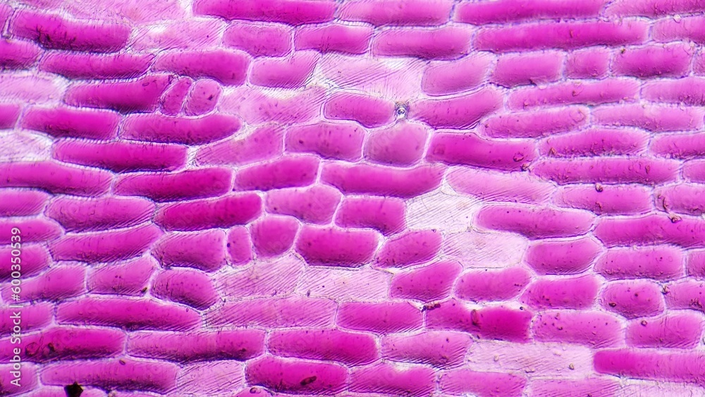Red onion (Allium cepa) epidermal cells. Fresh sampel without staining. Selective focus Stock
