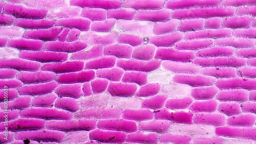 Red onion (Allium cepa) epidermal cells. Fresh sampel without staining. Selective focus photo