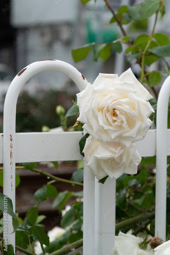 薔薇 薔薇