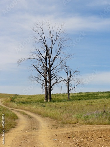 Dead tree in a field in Extremadura