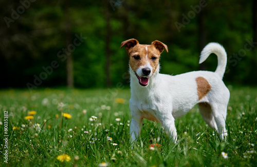 Fototapeta Cute active dog walking at green grass in park at summer day