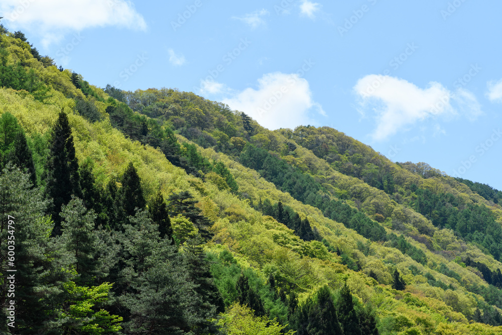 Obraz premium 新緑の山々