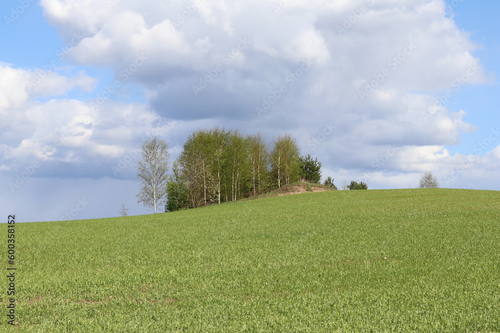 Fototapeta premium Trees in Spring