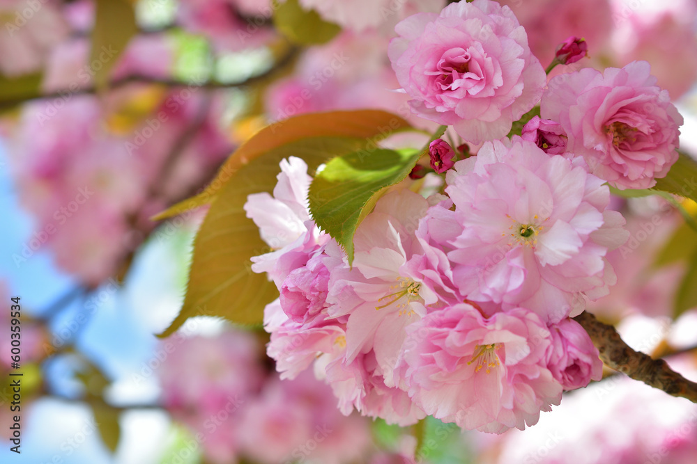 Fototapeta premium Paris, France. Cherry blossoms in the Trocadero Gardens. April 9, 2023.