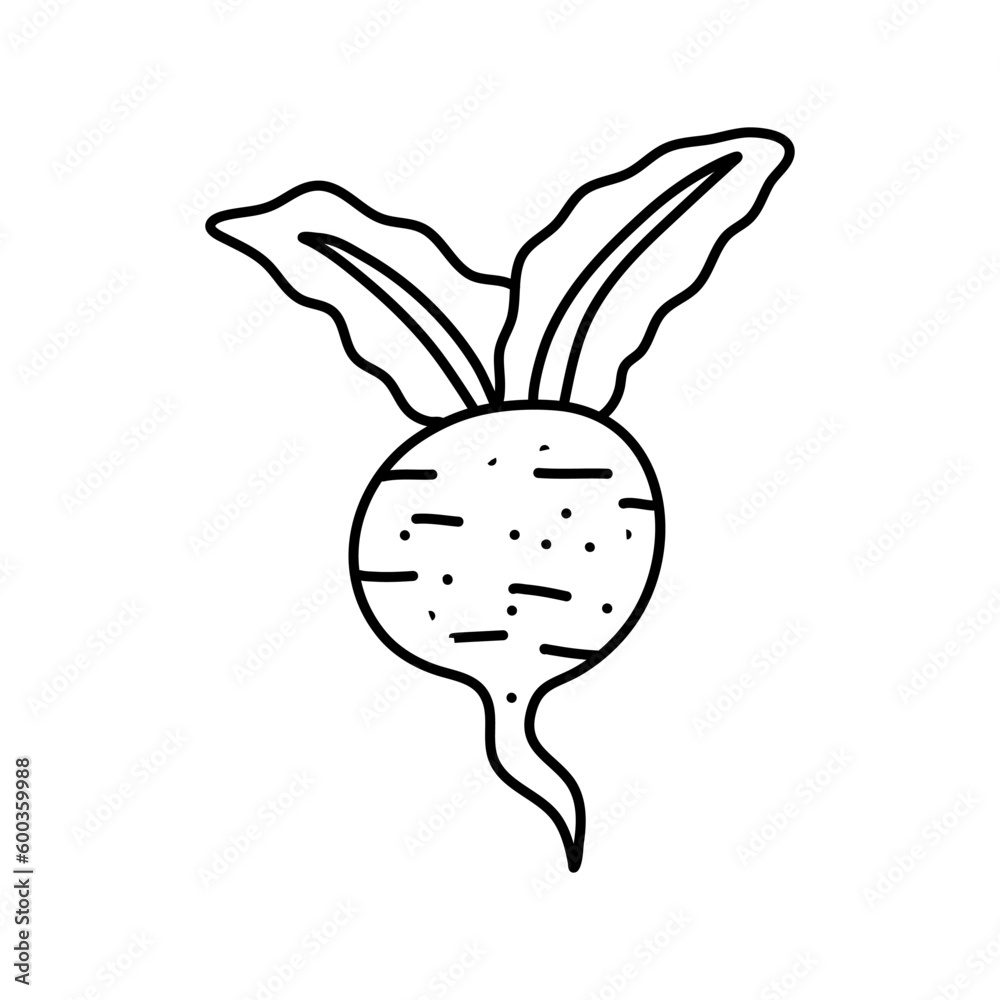 Vegetable root. Beetroot with leaves. Vector illustration. Linear hand drawing, outline Vegetable root. Beetroot with leaves. Vector illustration. Linear hand drawing, outline