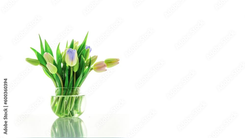 Beautiful red tulip flowers background. Beautiful bouquet of Red tulips on a white background. Timelapse of red tulip flowers opening. Springtime. Mother's day, Holiday, Love, birthday, Easter backgro Beautiful red tulip flowers background. Beautiful bouquet of Red tulips on a white background. Timelapse of red tulip flowers opening. Springtime. Mother's day, Holiday, Love, birthday, Easter backgro