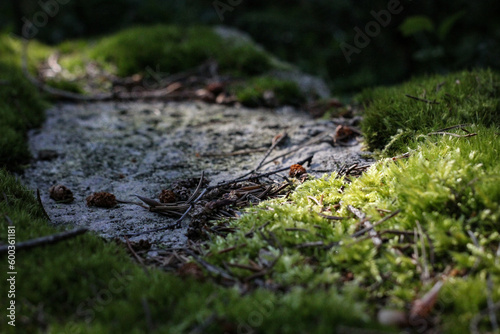 Moss on a stone