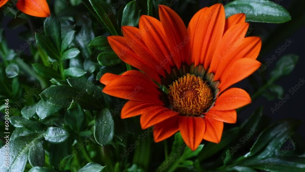 Close up of Gazania Flower. Orange flowers of Gazania. Gazania is a genus of flowering plants in the Asteraceae family, native to southern Africa. Close up of Gazania Flower. Orange flowers of Gazania. Gazania is a genus of flowering plants in the Asteraceae family, native to southern Africa.