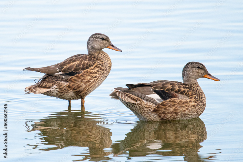 gadwall Mareca strepera is a common duck that swims in the aiguamolls de emporda in girona spain gadwall Mareca strepera is a common duck that swims in the aiguamolls de emporda in girona spain