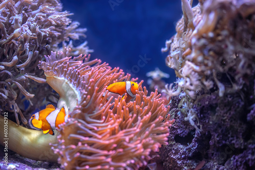 Two orange clownfish swimming in aquarium. Underwater diving and vivid tropical fish hidding in Bubble Tip Anemone, real sea life