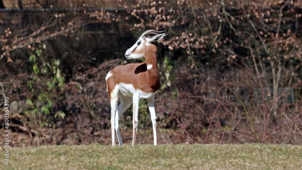 Dama gazelle, Gazella dama mhorr or mhorr gazelle is a species of gazelle. Lives in Africa in the Sahara desert and the Sahel, browses on desert shrubs and acacia and it eats rough grasses in drought Dama gazelle, Gazella dama mhorr or mhorr gazelle is a species of gazelle. Lives in Africa in the Sahara desert and the Sahel, browses on desert shrubs and acacia and it eats rough grasses in drought