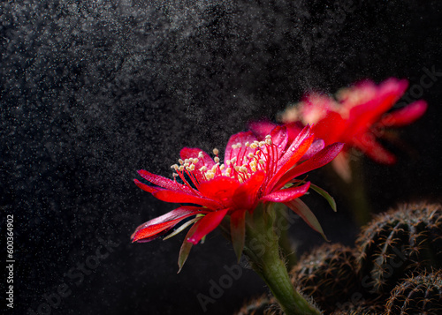 Red cactus flowers bloom wi...