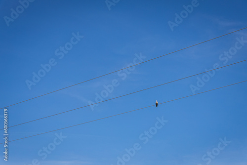Pigeon on a wire, with high voltage power lines in the background. The image represents a combination of technology and ecology.