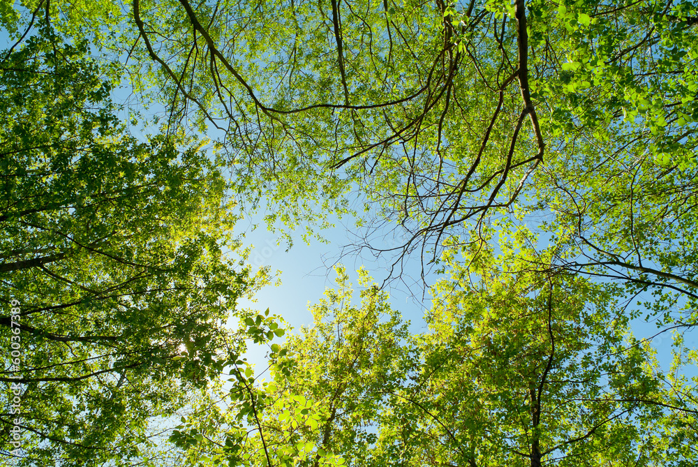 Fototapeta premium trees and tree branches in the forest against the blue sky view from below