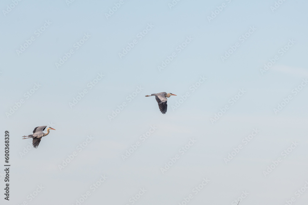 Two grey heron (Ardea cinerea) in flight over marshes. Two grey heron (Ardea cinerea) in flight over marshes.