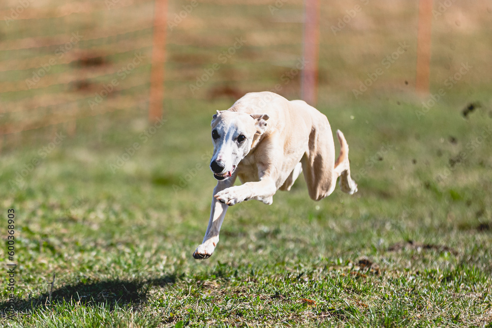 Whippet sprinter running straight on camera and chasing coursing lure on green field