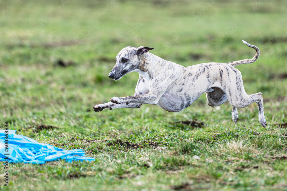 Whippet sprinter running straight on camera and chasing coursing lure on green field Whippet sprinter running straight on camera and chasing coursing lure on green field