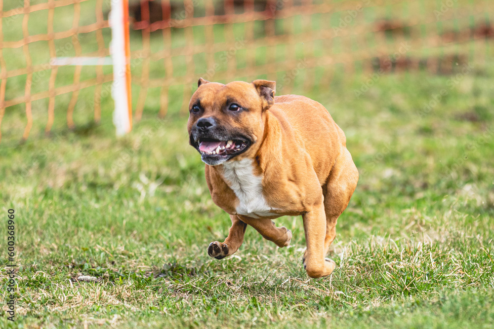 Staffordshire Bull Terrier running straight on camera and chasing coursing lure on green field
