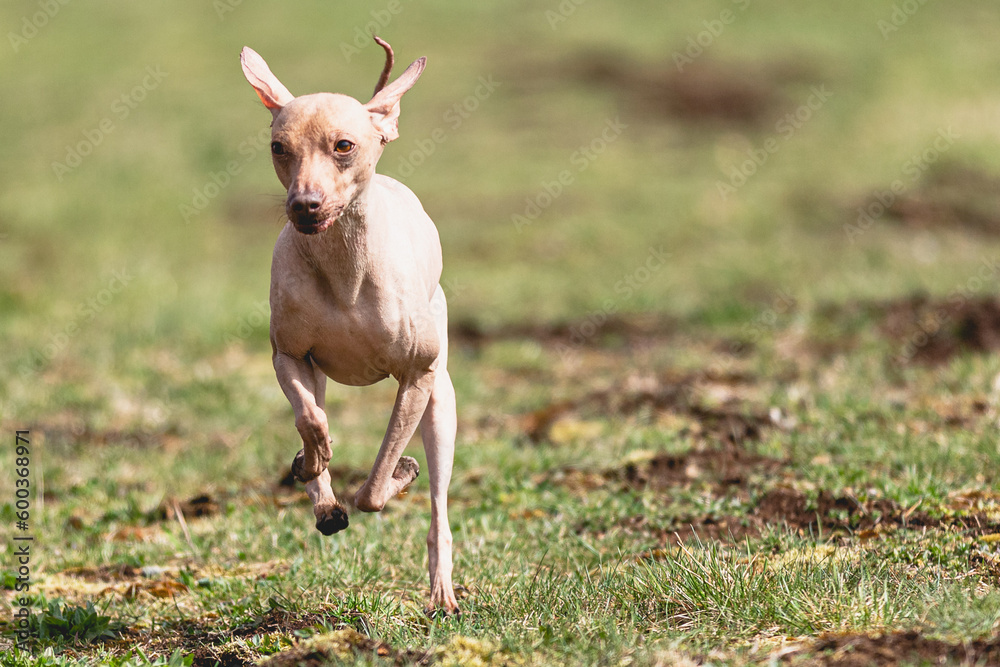 Peruvian heairless dog running straight on camera and chasing coursing lure on green field
