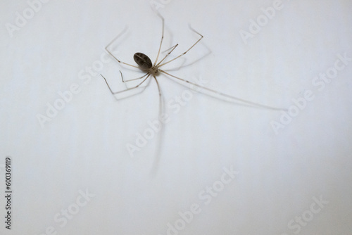 A daddy long legs spider (Pholcus phalangioides) on bathroom tile inside the home.