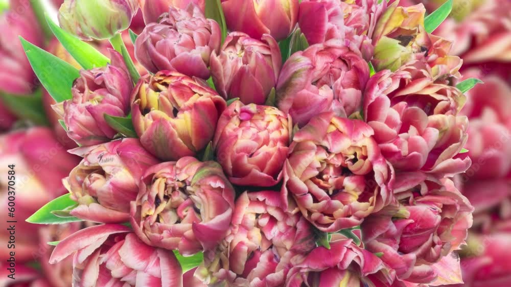 Beautiful red tulips flowers background. Beautiful bouquet of Red tulips on a white background. Timelapse of red tulip flowers opening. Springtime. Mother's day, Holiday, Love, birthday, Easter