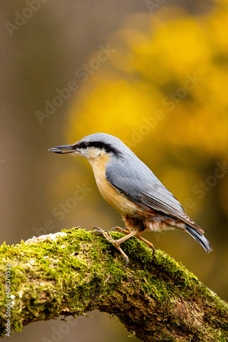 Nuthatch