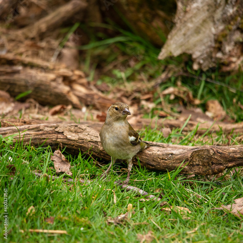 bull finch female