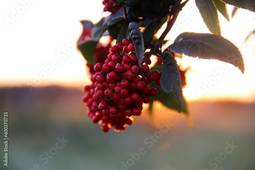Bright red elderberries in the rays of the sun at sunset