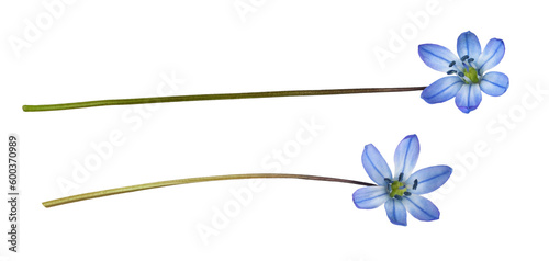 Set of blue scilla flower isolated on white or transparent background photo