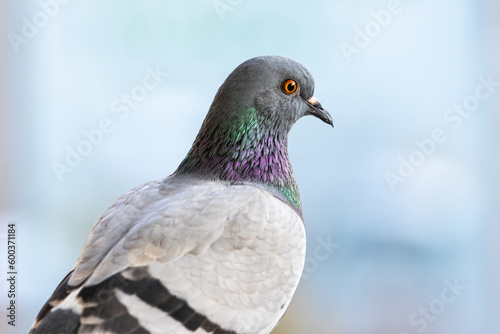 Indian Pigeon or Rock Dove on blurry background