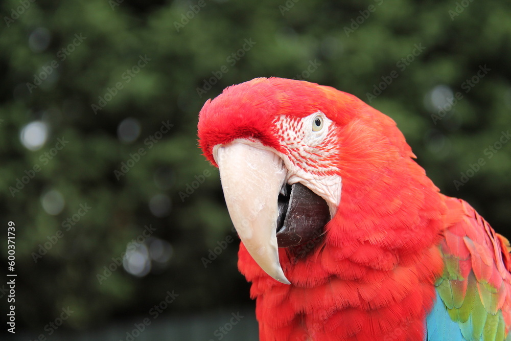 The Face of a Tropical Scarlet Macaw Parrot Bird. The Face of a Tropical Scarlet Macaw Parrot Bird.